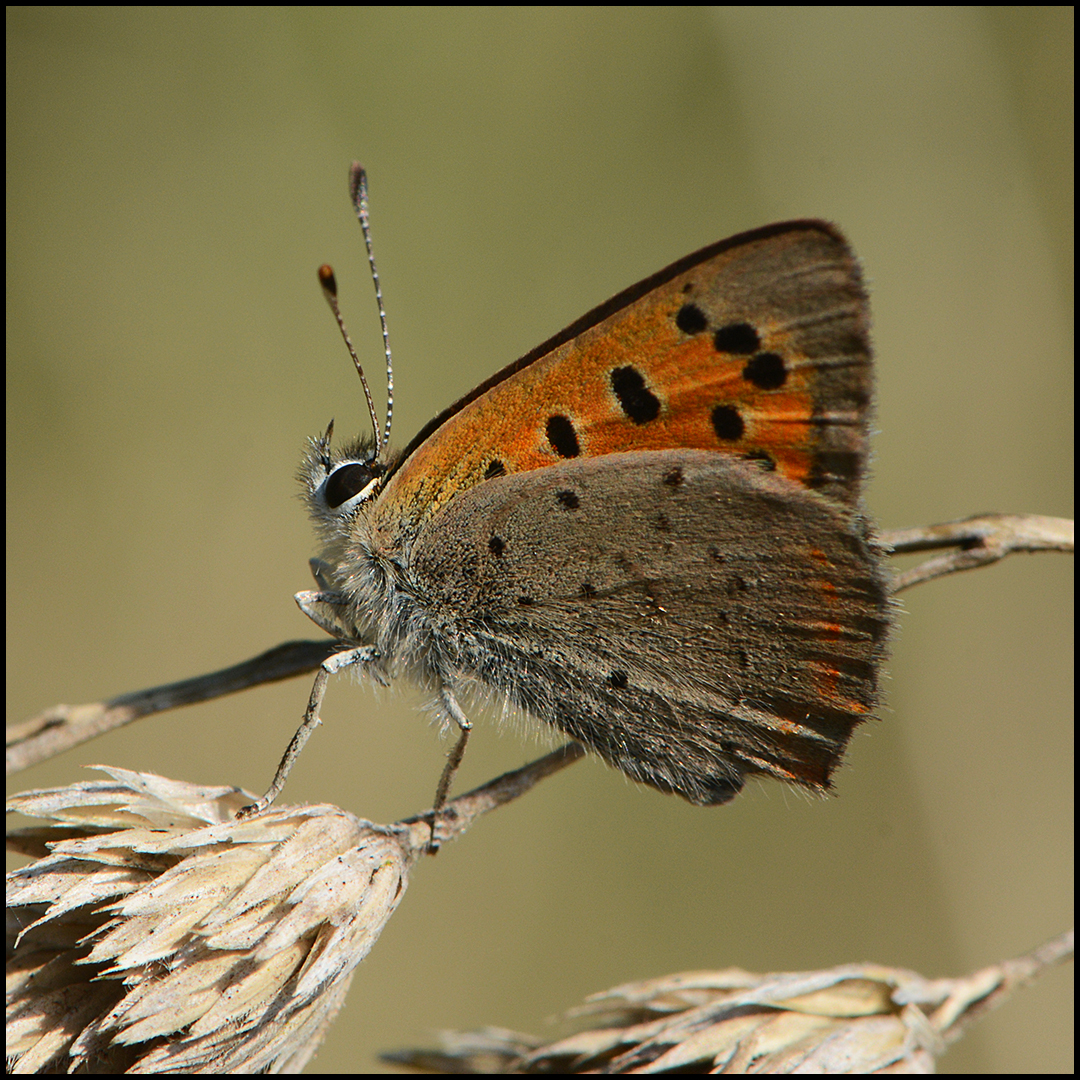 Noch fliegen sie . . . (5)