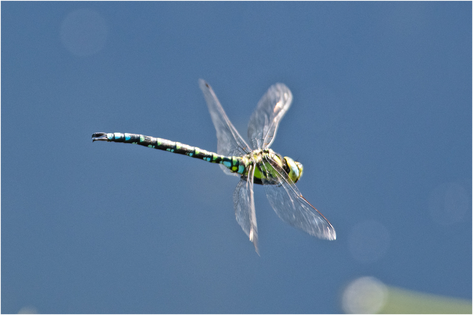 Noch fliegen sie (5) die Falter, . . .