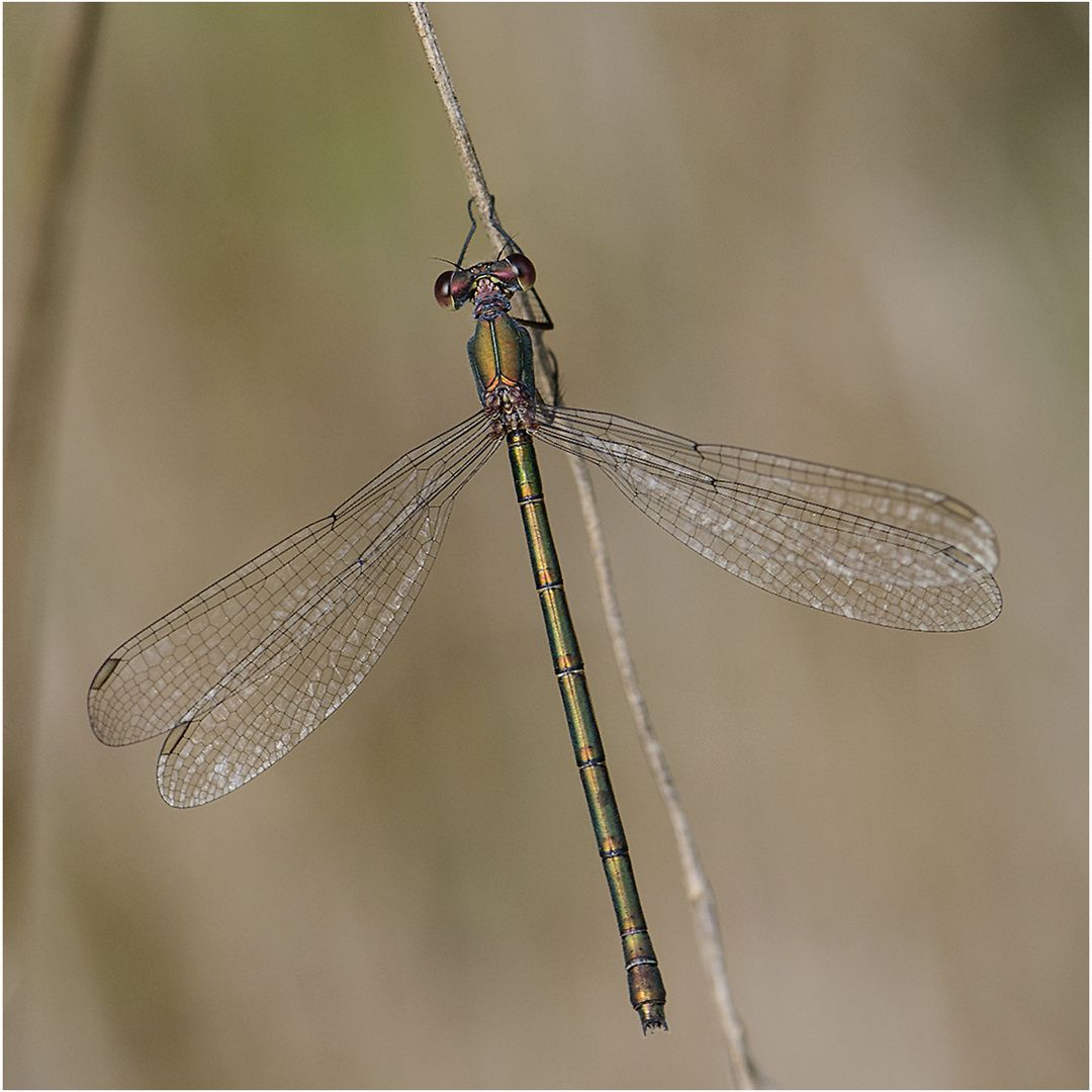 Noch fliegen sie (5) Weidenjungfer (Chalcolestes viridis) . . .