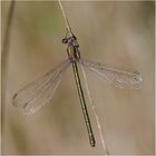 Noch fliegen sie (5) Weidenjungfer (Chalcolestes viridis) . . .