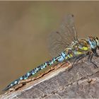 Noch fliegen sie (6) - Herbst-Mosaikjungfer (Aeshna mixta) . . .