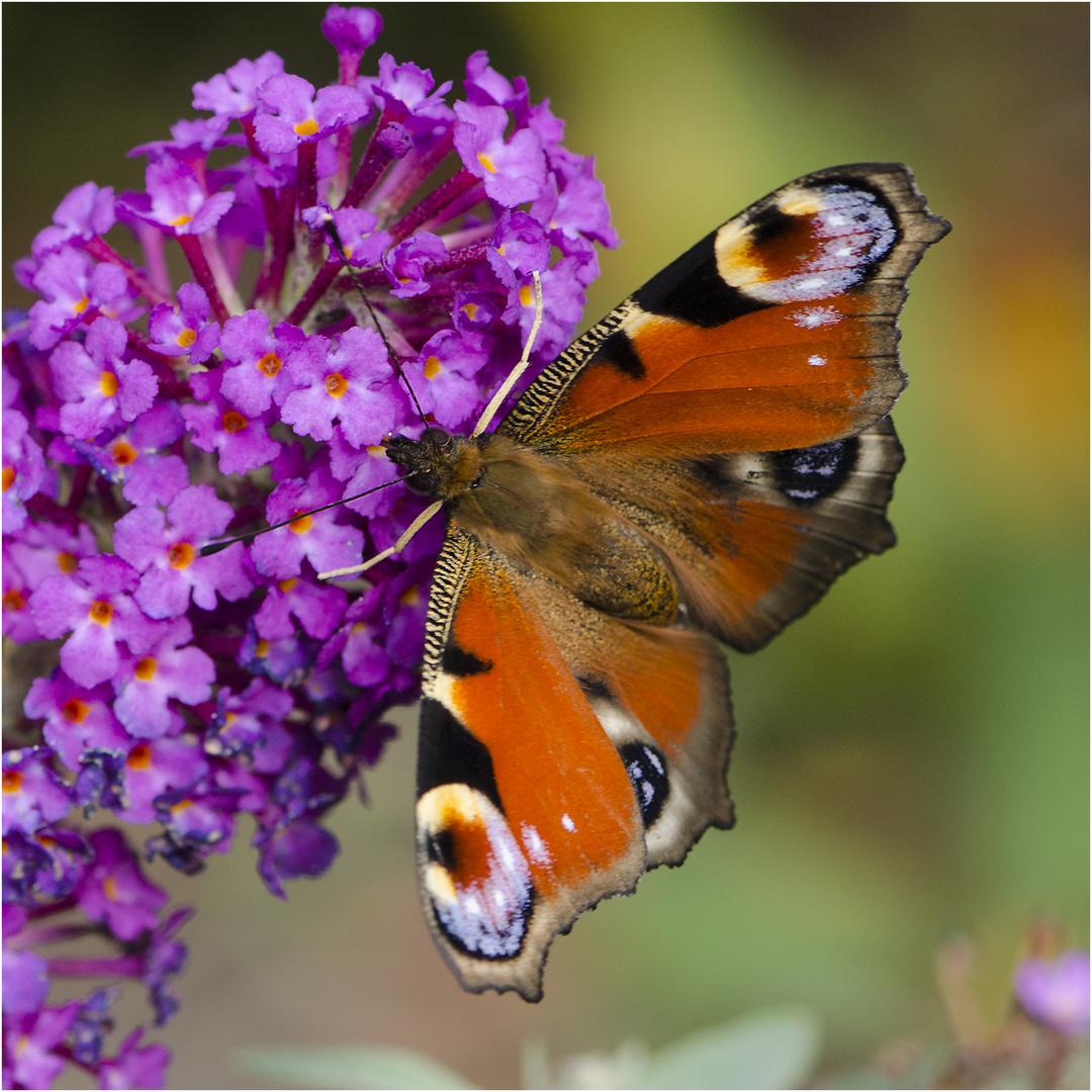 Noch fliegen sie (7) - Das Tagpfauenauge (Aglais io) . . .