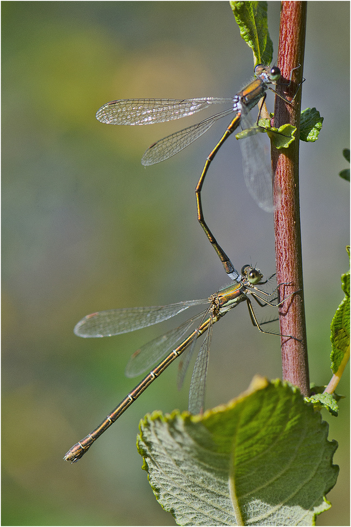 Noch fliegen sie (8) - Binsenjungfer . . .