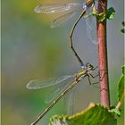 Noch fliegen sie (8) - Binsenjungfer . . .