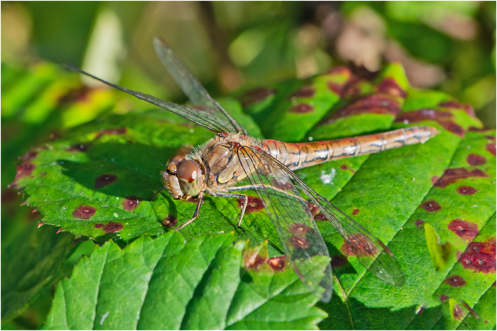 Noch fliegen sie (8) die Falter, . . .