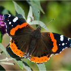 Noch fliegen sie (9) - Der "Admiral" (Vanessa atalanta) . . .