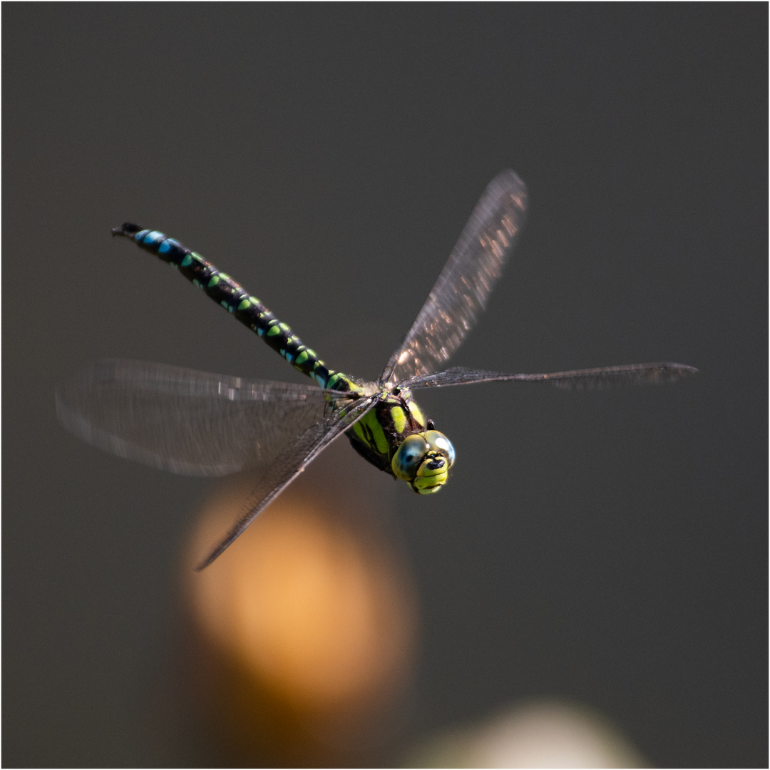  Noch fliegen sie (9) die Falter, . . .