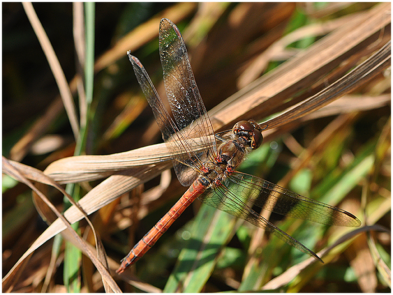 Noch fliegen sie . . . (9)