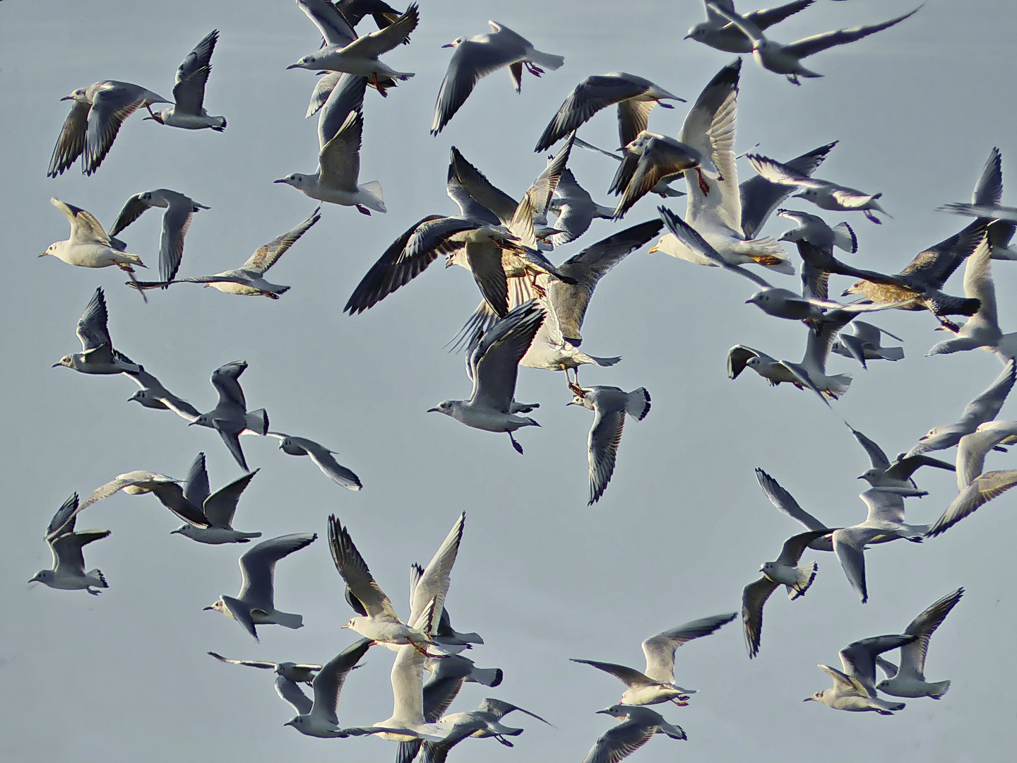 Noch fliegen sie alle hier übers Feld 