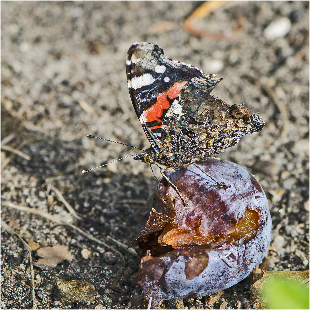 Noch fliegen sie, die Schmetterlinge, Libellen & Co. (10) . . .