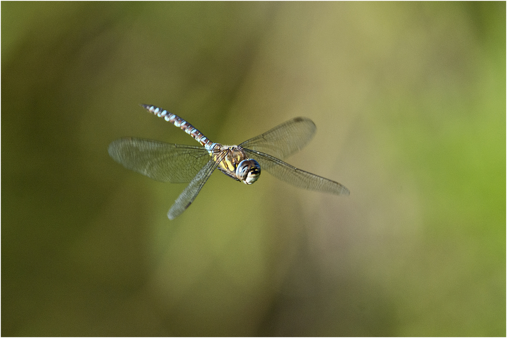 Noch fliegen sie, die Schmetterlinge, Libellen & Co. (13) . . .