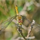 Noch fliegen sie, die Schmetterlinge, Libellen & Co. (15) . . .