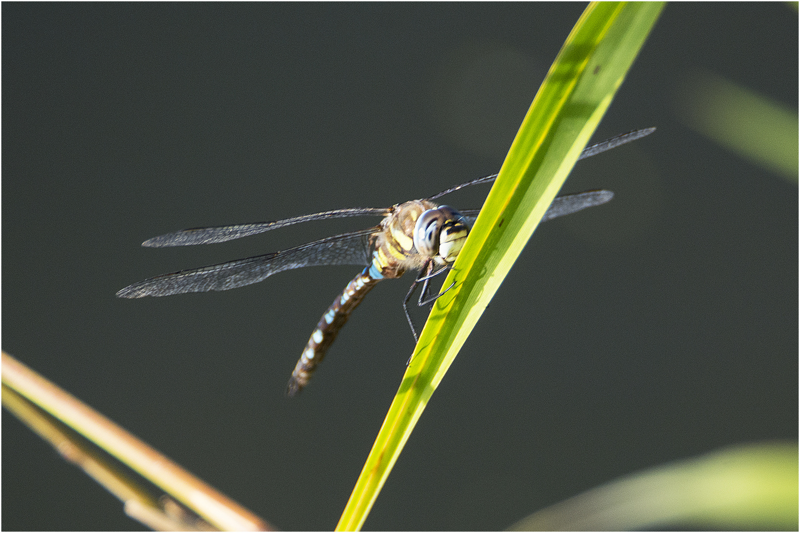 Noch fliegen sie, die Schmetterlinge, Libellen & Co. (17) . . .