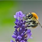 Noch fliegen sie, die Schmetterlinge, Libellen & Co. (18) . . .