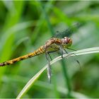 Noch fliegen sie, die Schmetterlinge, Libellen & Co. (19) . . .