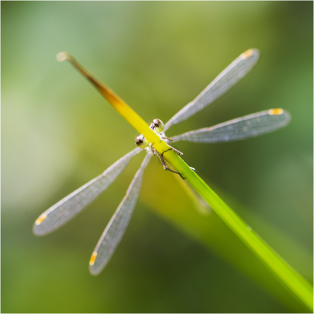 Noch fliegen sie, die Schmetterlinge, Libellen & Co. (2) . . . 