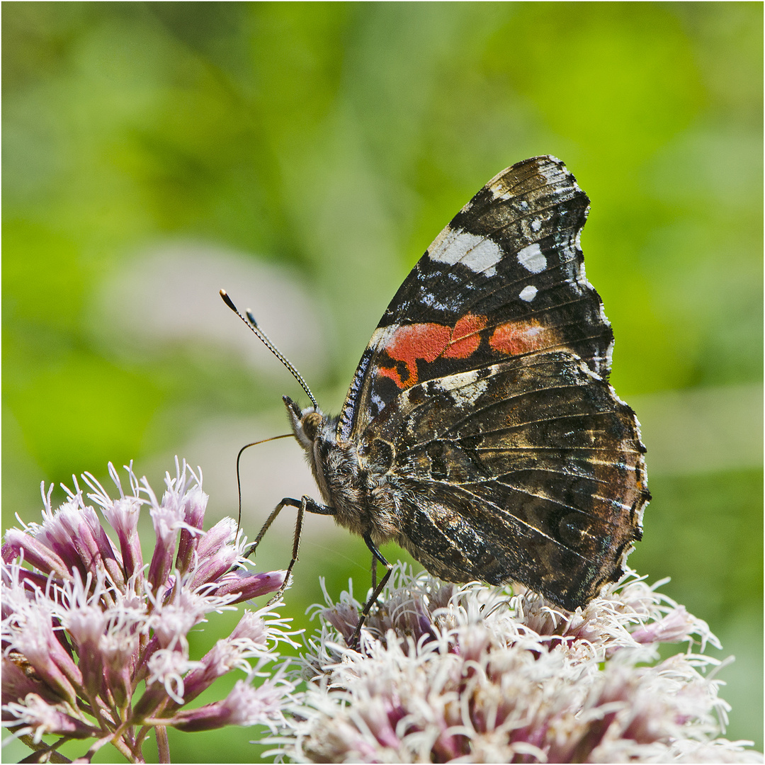 Noch fliegen sie, die Schmetterlinge, Libellen & Co. (3) . . .