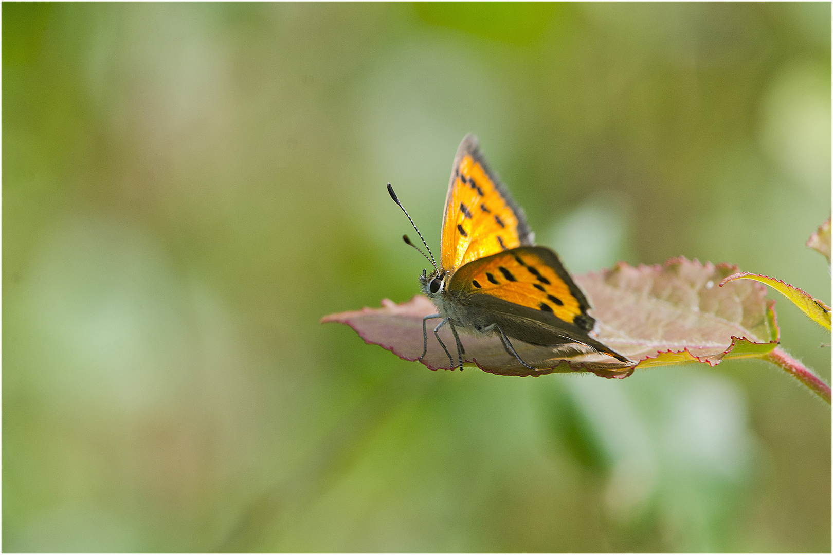 Noch fliegen sie, die Schmetterlinge, Libellen & Co. (4) . . .