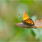 Noch fliegen sie, die Schmetterlinge, Libellen & Co. (4) . . .