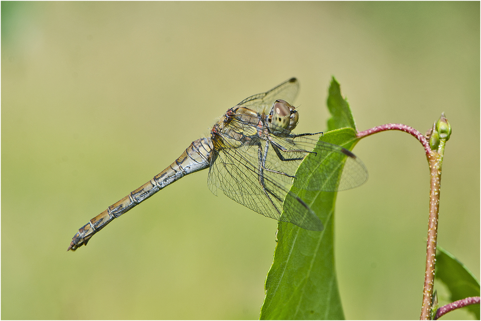 Noch fliegen sie, die Schmetterlinge, Libellen & Co. (6) . . .