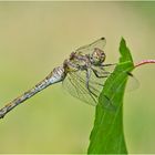 Noch fliegen sie, die Schmetterlinge, Libellen & Co. (6) . . .