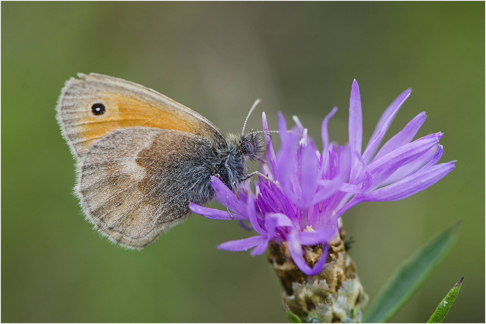 Noch fliegen sie, die Schmetterlinge, Libellen & Co. (7) . . .