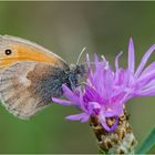 Noch fliegen sie, die Schmetterlinge, Libellen & Co. (7) . . .