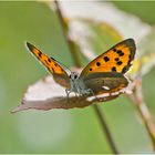 Noch fliegen sie, die Schmetterlinge, Libellen & Co. (9) . . .