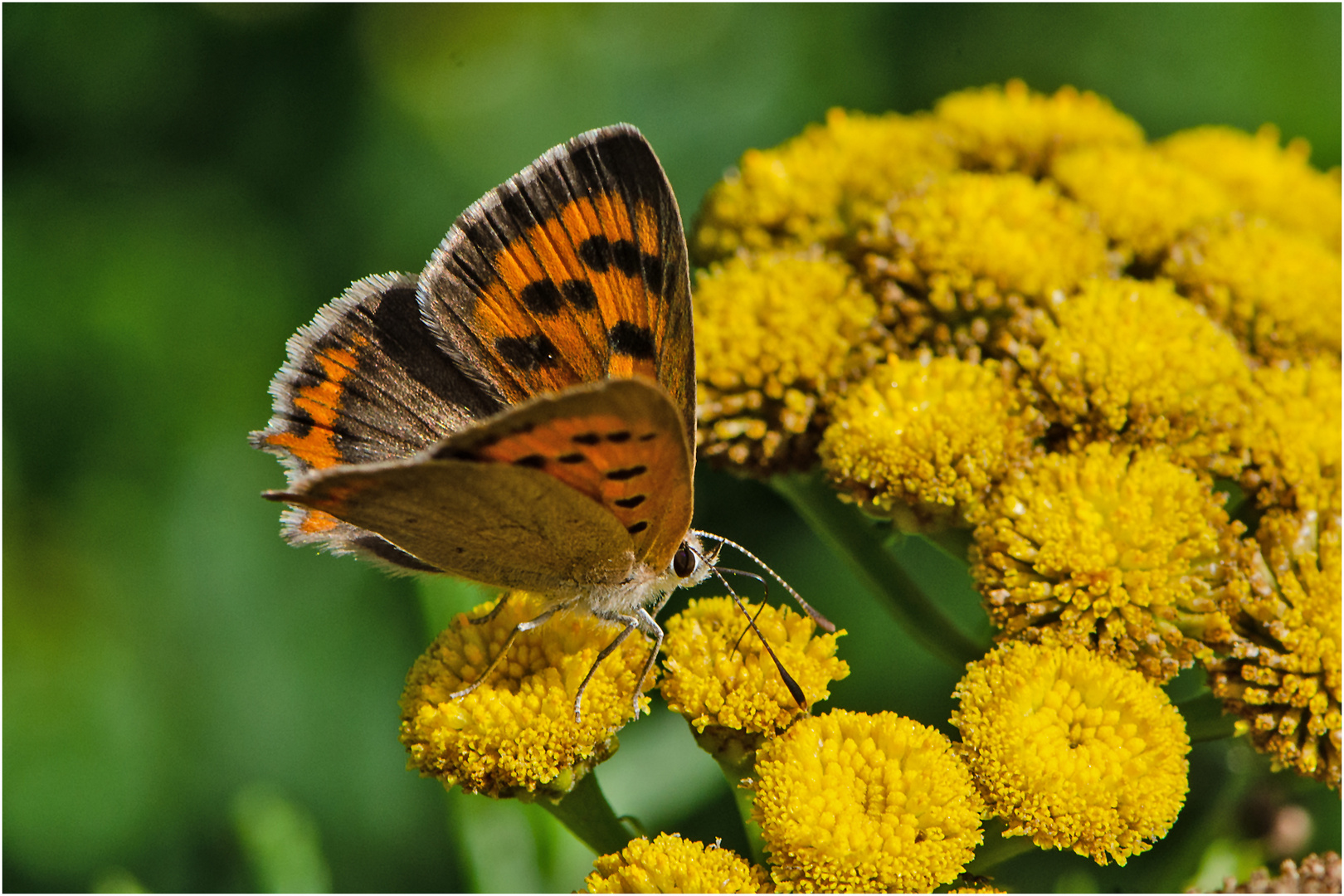 Noch fliegen sie und erfreuen uns (1) . . .