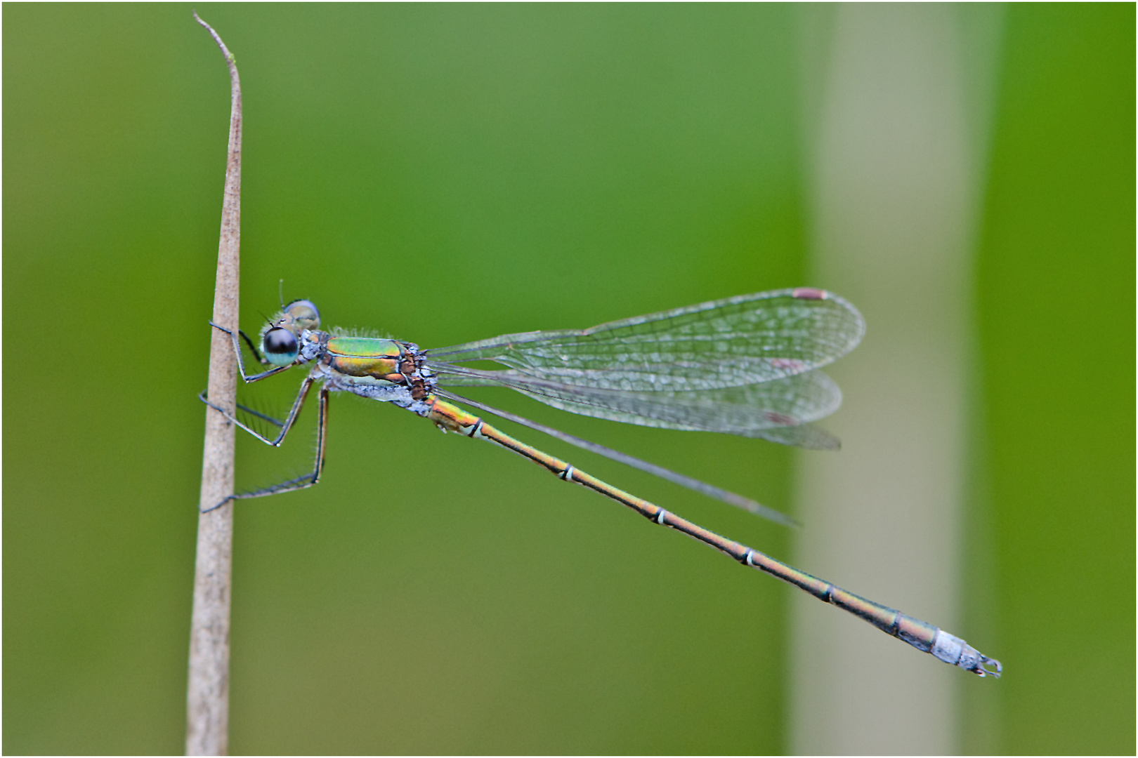 Noch fliegen sie und erfreuen uns (14) . . .