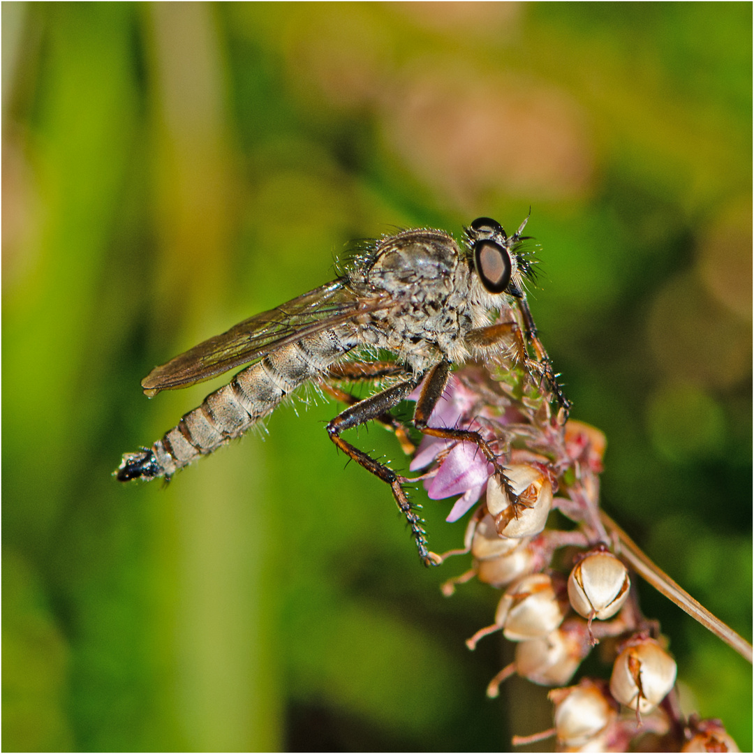 Noch fliegen sie und erfreuen uns (15) . . .