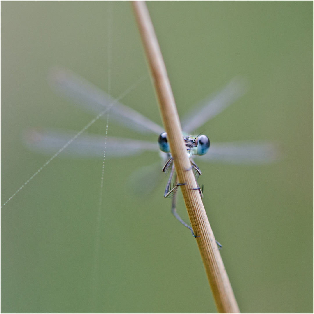 Noch fliegen sie und erfreuen uns (16) . . .