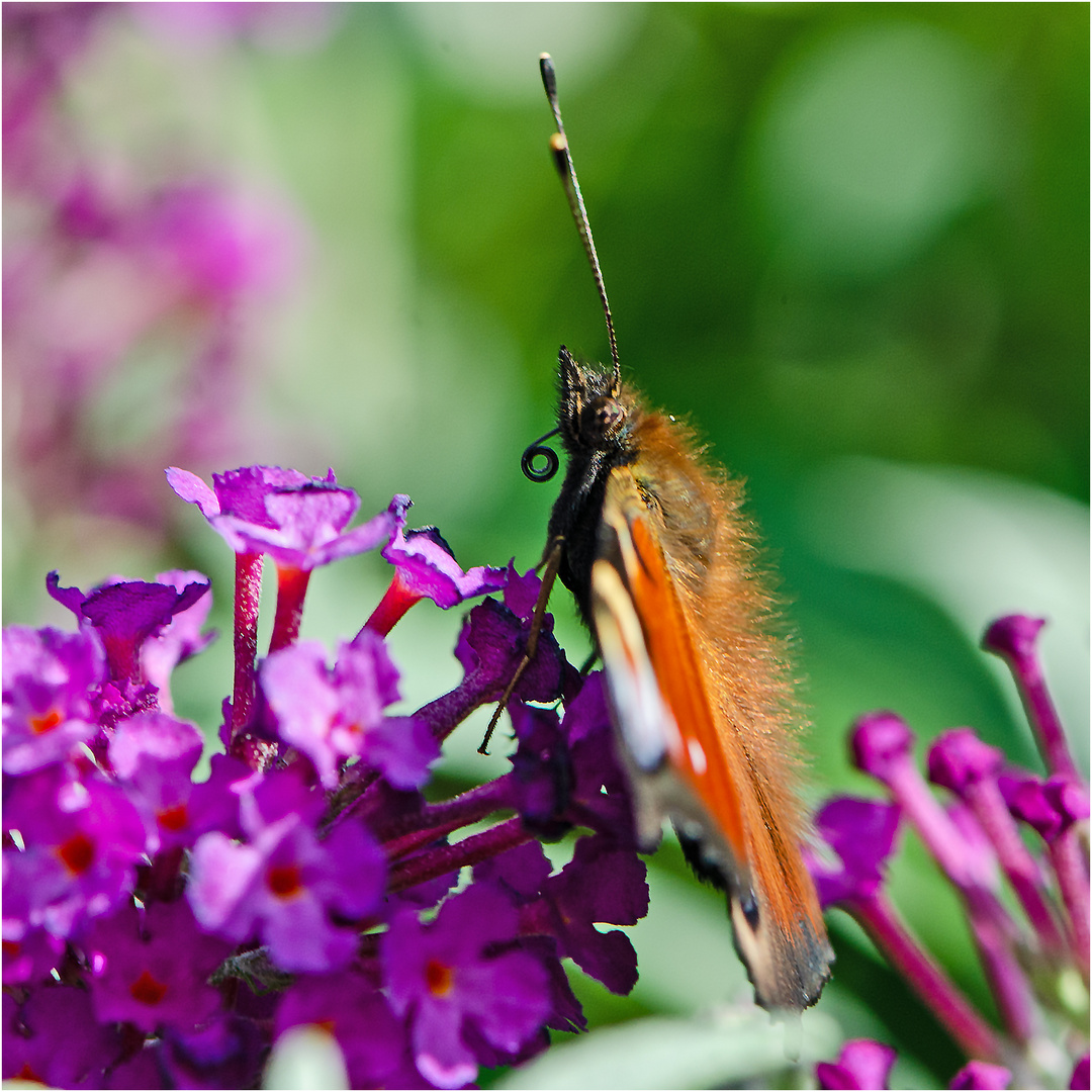 Noch fliegen sie und erfreuen uns (18) . . .