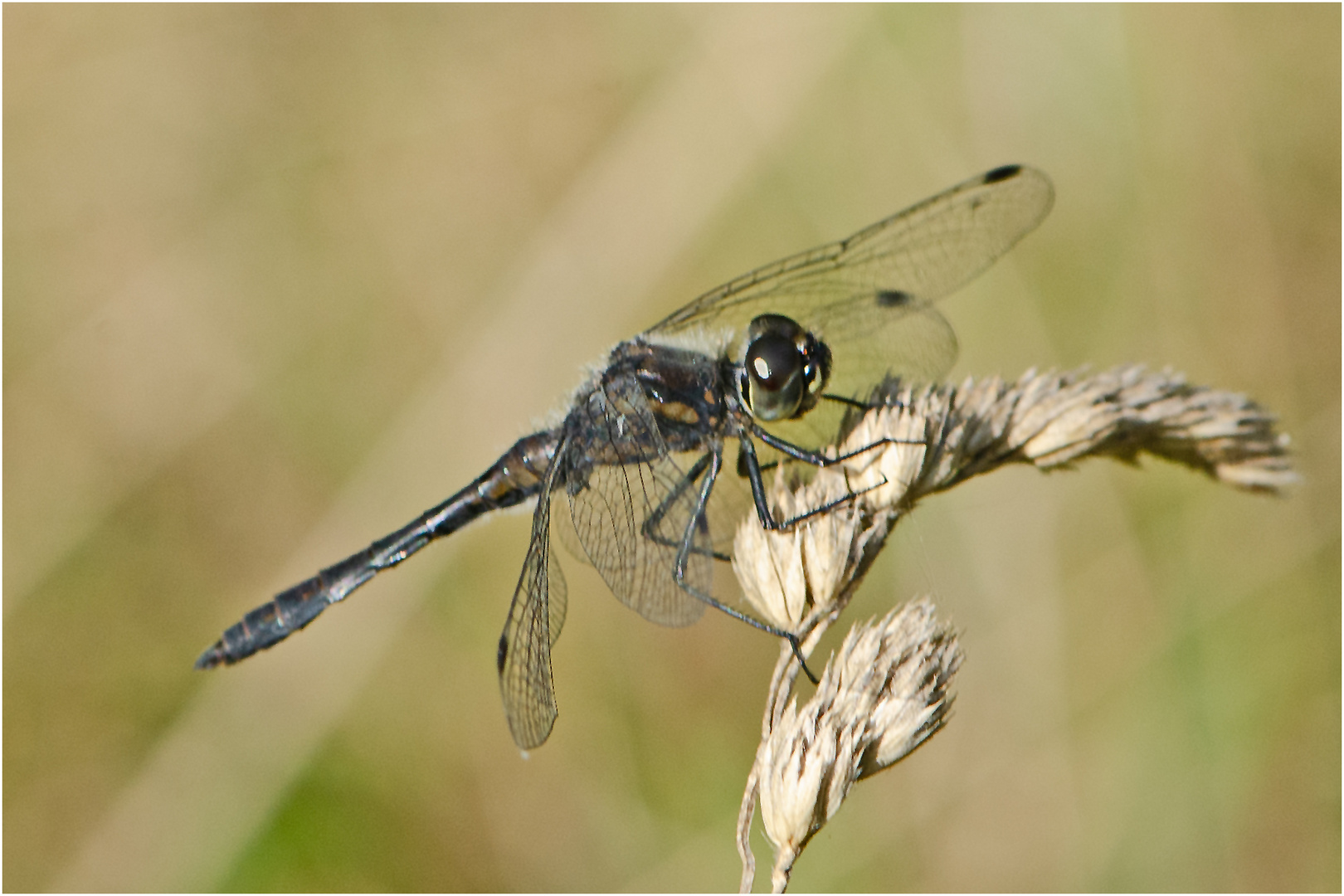 Noch fliegen sie und erfreuen uns (19) . . .