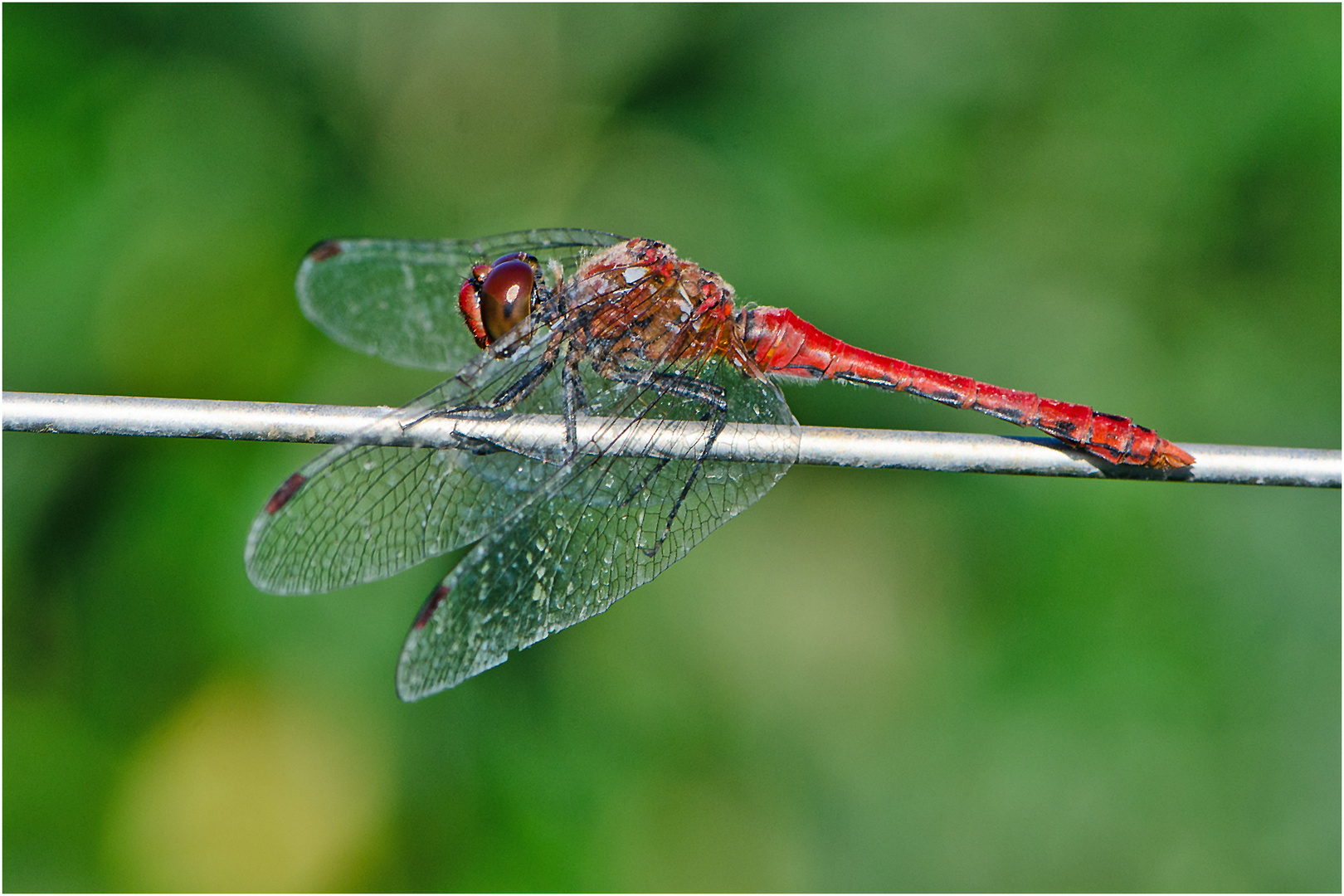 Noch fliegen sie und erfreuen uns (20) . . .