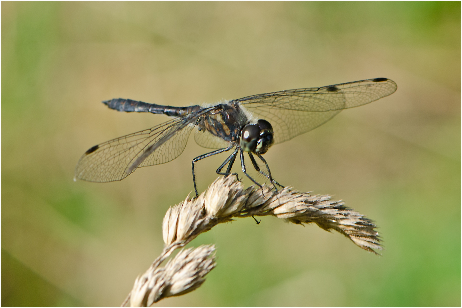  Noch fliegen sie und erfreuen uns (23) . . .