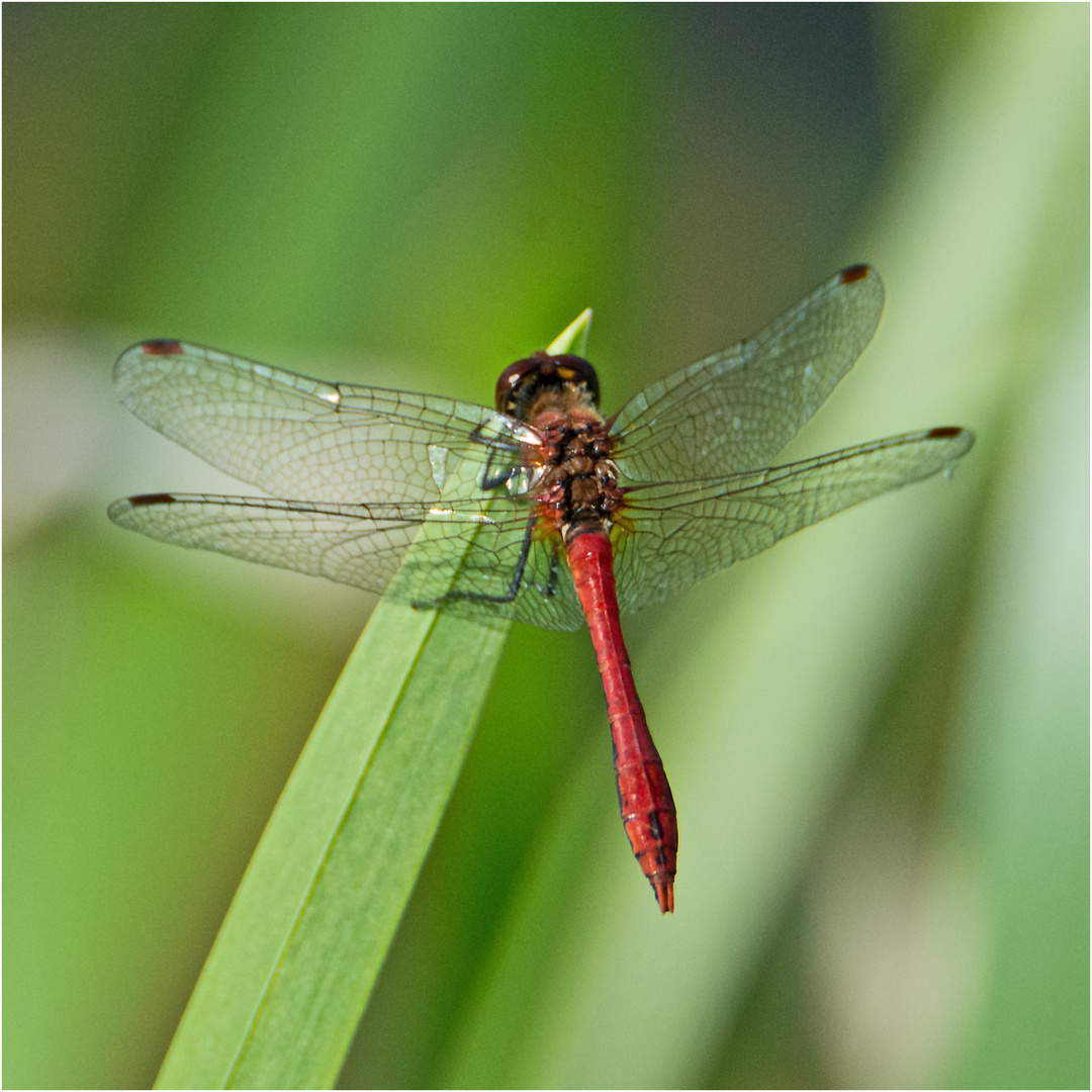  Noch fliegen sie und erfreuen uns (25) . . .