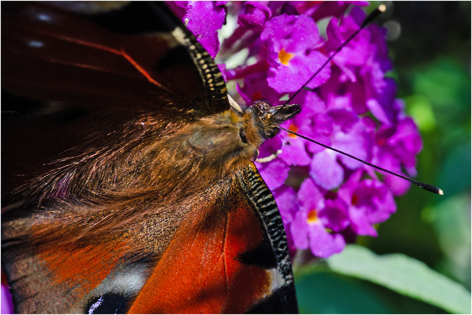  Noch fliegen sie und erfreuen uns (26) (Experiment). . .