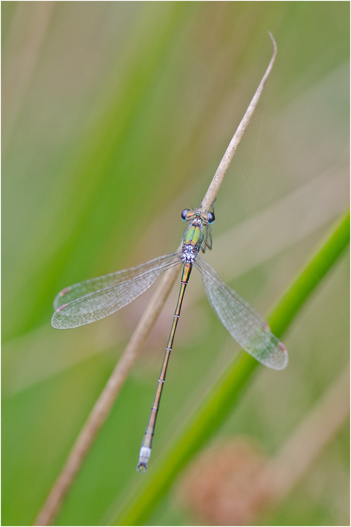  Noch fliegen sie und erfreuen uns (27) . . .