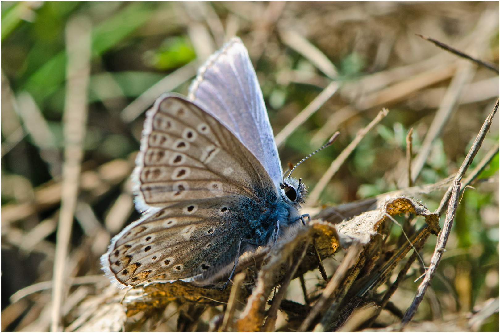  Noch fliegen sie und erfreuen uns (29) . . .