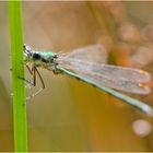  Noch fliegen sie und erfreuen uns (30) . . .