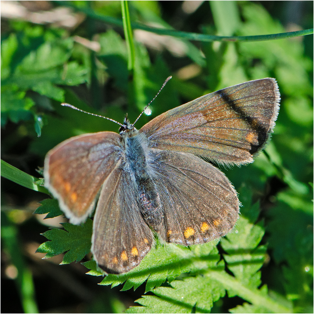 Noch fliegen sie und erfreuen uns (36) . . .