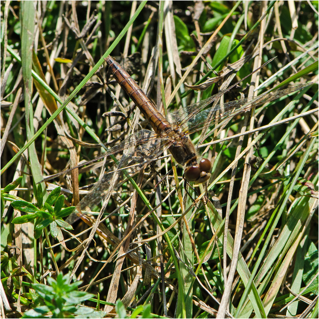 Noch fliegen sie und erfreuen uns (38) . . .