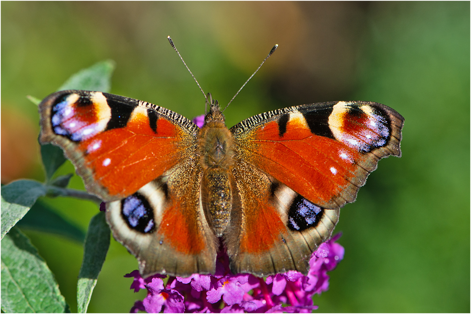 Noch fliegen sie und erfreuen uns (40) . . .