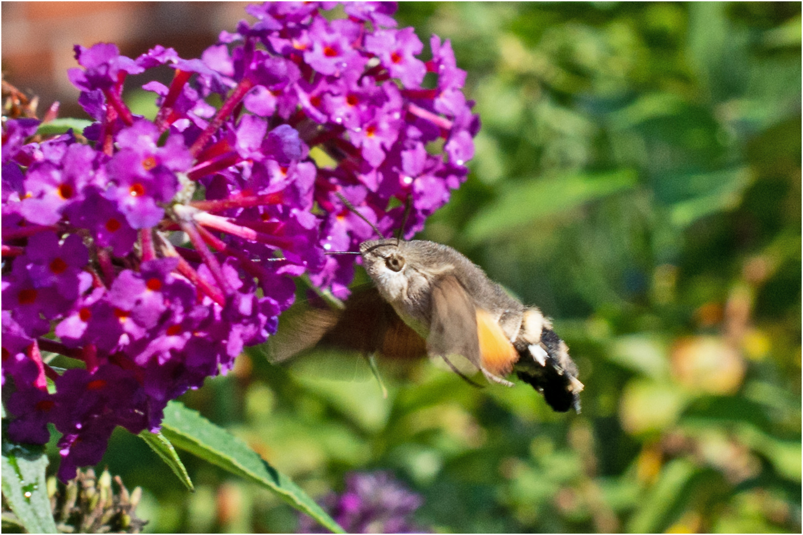 Noch fliegen sie und erfreuen uns (41) . . .