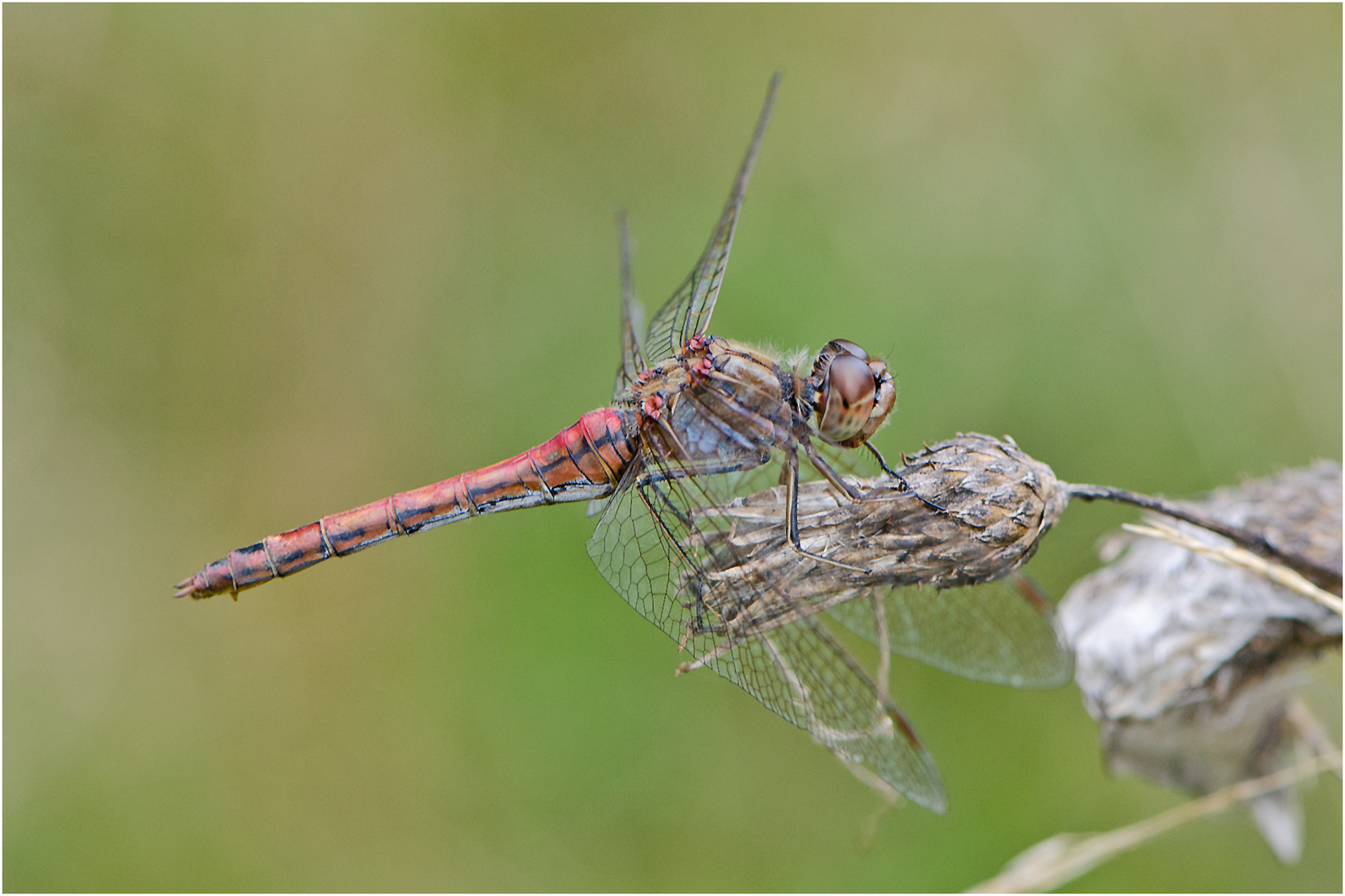 Noch fliegen sie und erfreuen uns (6) . . .