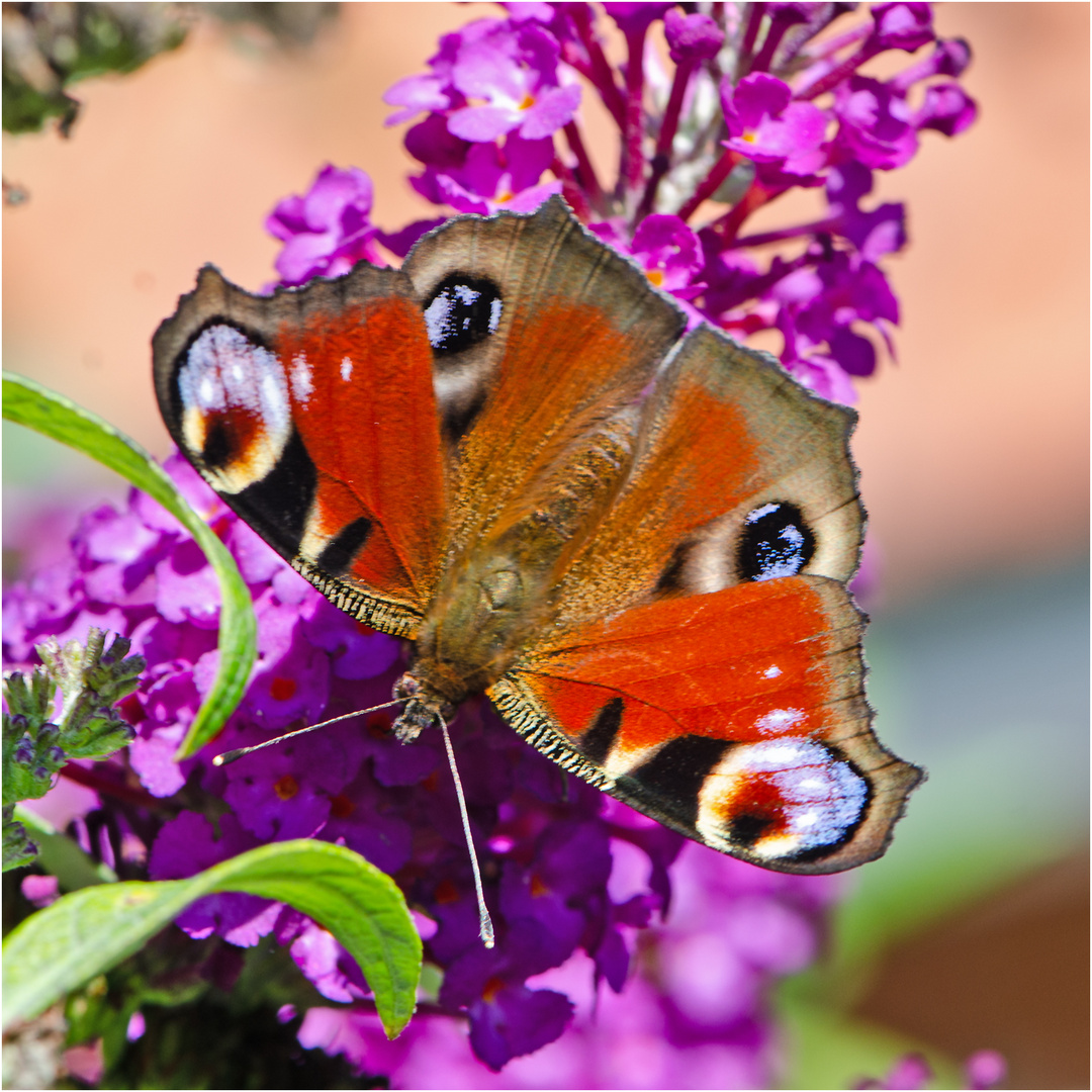 Noch fliegen sie und erfreuen uns (7) . . .