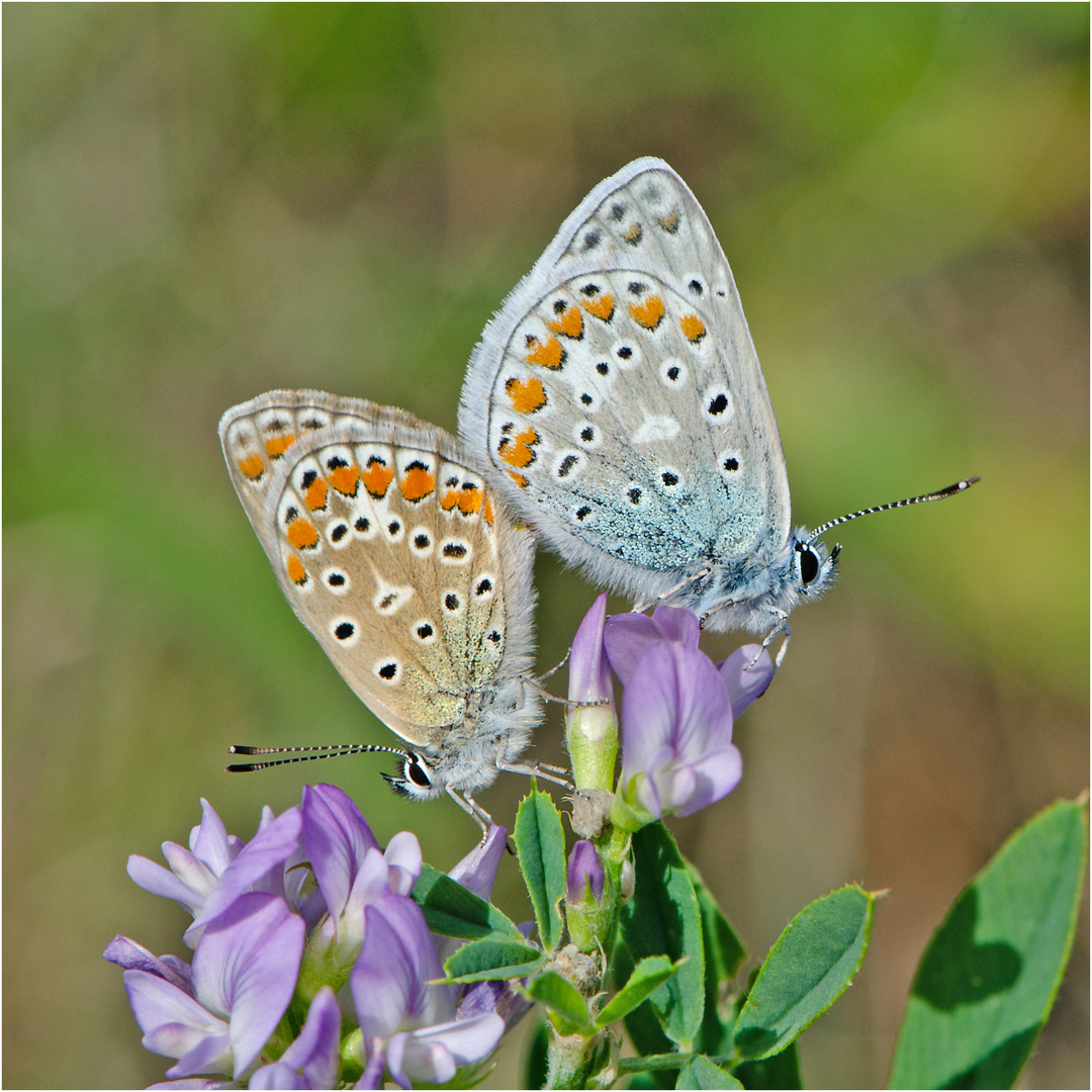 Noch fliegen sie und erfreuen uns (9) . . .