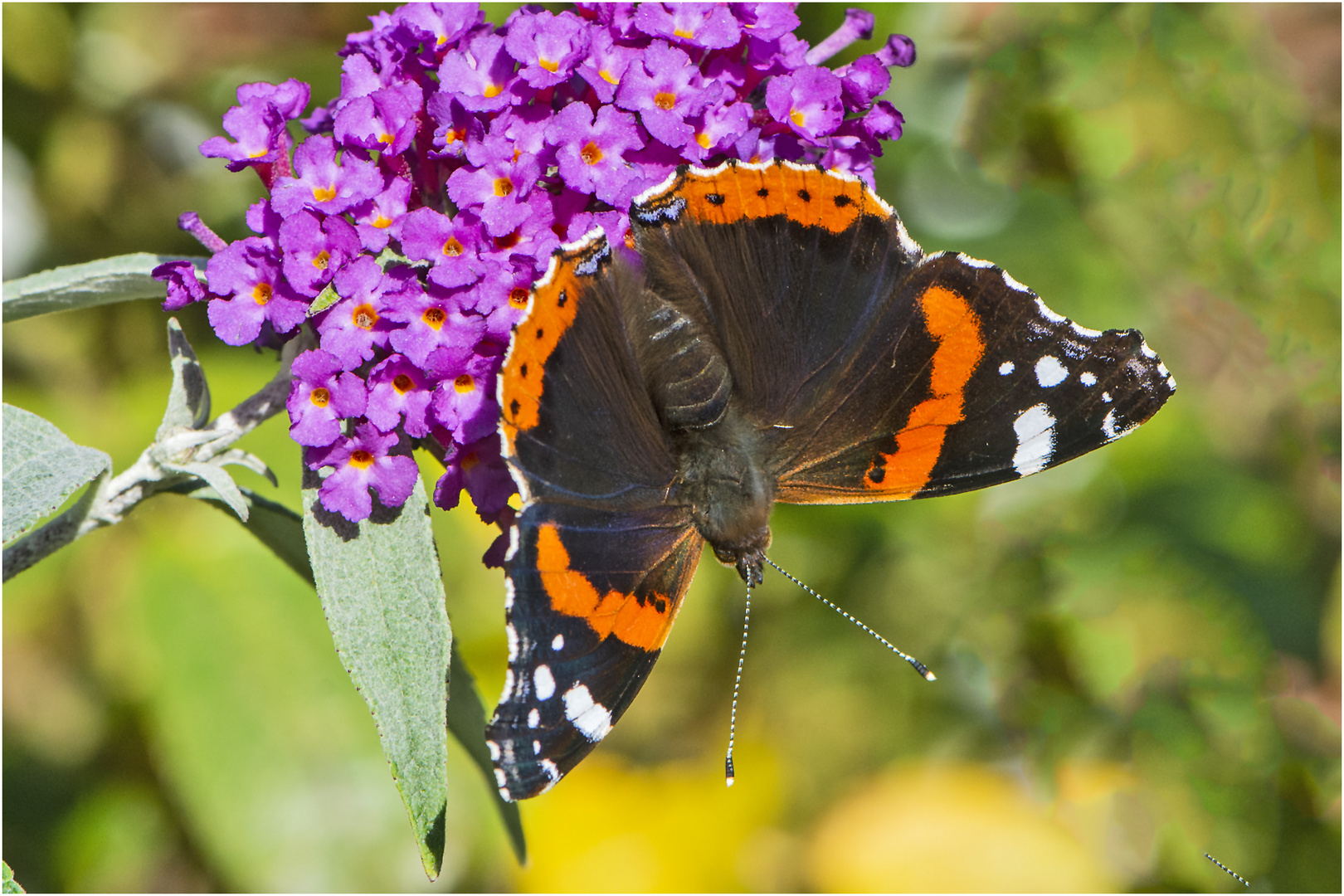  Noch fliegen sie, wenn (4) . . .