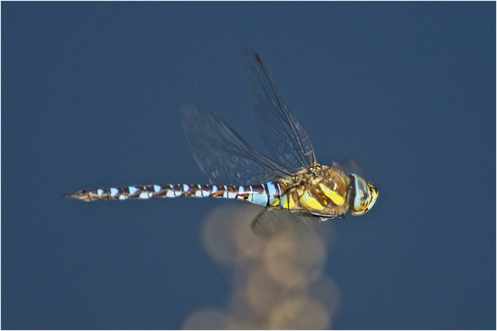  Noch fliegen sie, wenn (6) . . .